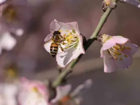 Amasya’da badem ağaçları çiçek açtı
