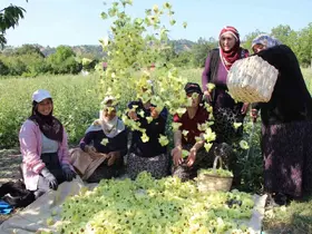 Amasya’nın tescilli çiçek bamyası altın değerinde: "Hızır’ın cebinden düşmüş, topla topla bitmiyor"

