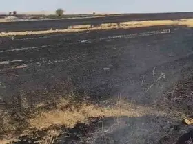 Anız ateşi kontrelden çıktı, bin dönüm otluk alan yandı
