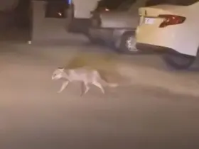 Ankara’da aç kalan tilki mahalleye indi
