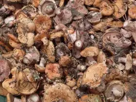 Ankara’da kanlıca mantarı hasadı başladı
