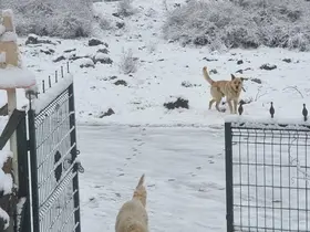 Ankara’ya nisan ayında kar yağdı
