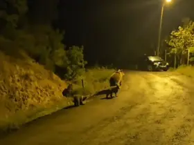 Anne ayı ve üç yavrusu komşusu oldu
