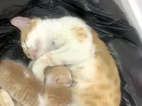 Anne kedi yavrularıyla Sosyal Yardımlaşma Vakfı’na sığındı
