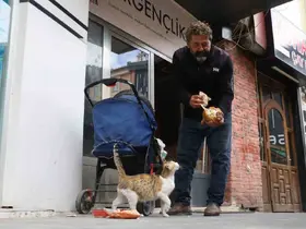 Anne kedinin ölen yavrusunun yaşaması için verdiği çaba duygulandırdı

