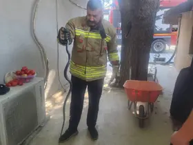 Antakya’da eve giren yılan ekipler tarafından yakalandı
