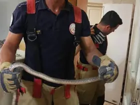 Antakya’da evlere giren yılanlar yakalandı
