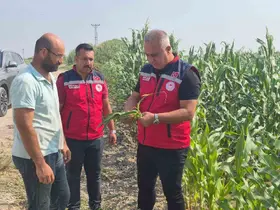 Antakya’da mısır hasadı devam ediyor
