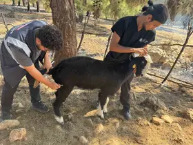 Antalya Büyükşehir Belediyesi veteriner ekipleri kırsalda hayvanların yanında
