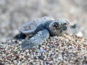 Antalya’da caretta caretta yavruları denizle buluştu
