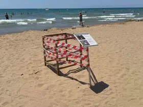 Antalya’da ’caretta caretta’ yuvası bilmecesi
