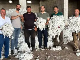 Araban Ovası’nda pamuk hasadı başladı
