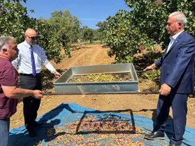 Araban’da Antep fıstığı hasadı başladı
