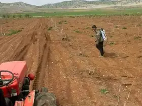 Araban’da Antep fıstığı tarlalarında yabancı otlarla ilaçlı mücadele
