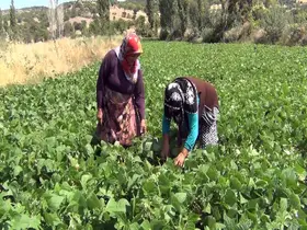 Aracı yok, doğallık var: Çiftçi hem üretiyor hem satıyor
