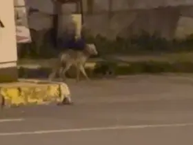 Ardahan’da gece şehre inen tilki kamerada
