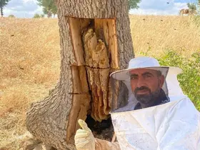 Arıların izini sürüp ağaçların içinden bal çıkardılar
