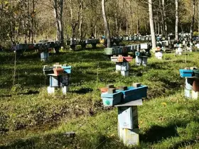 Arılı Kovan Destekleme başvurularında son 5 gün
