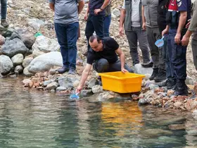 Artvin’de 30 bin kırmızı benekli alabalık yavrusu derelerle buluştu
