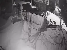 Artvin’de aç kalan kurt sürüsü yerleşim alanına indi

