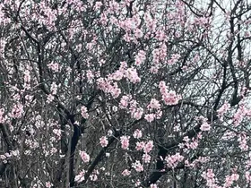 Artvin’de meyve ağaçları çiçek açtı
