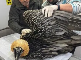Artvin’de sakallı akbaba tedavisinin ardından yeniden doğaya salındı
