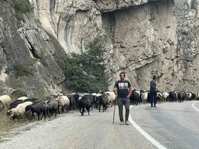 Artvin’de yaylalardan dönüş başladı
