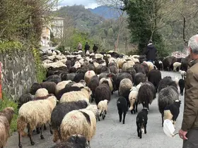 Artvin’de zorlu yayla göçü başladı
