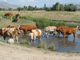 Aşırı sıcaklar inekleri de suya indirdi

