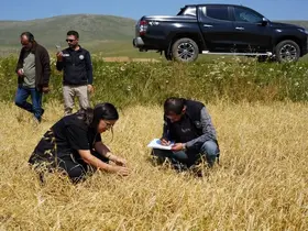 Aşırı yağış ve dolu nedeniyle zarar gören arazilerde hasar tespiti yapıldı
