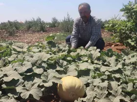 Asırlık tatlar sofralara gelmeye başladı
