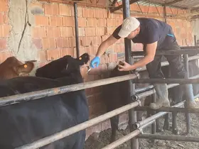 Aslanapa’da büyükbaş hayvanlara şap aşısı uygulanıyor
