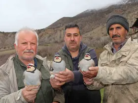 Atadan toruna kalan miras:  "Baskın keklik" yöntemiyle dev envanter
