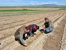 Atıl durumdaki tarım arazilerine ayçiçeği ekimi yapıldı
