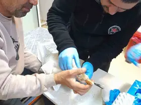 Atmacanın saldırdığı yavru kazı devlet hastanesine götürdü: İlk müdahaleyi güvenlik görevlisi yaptı

