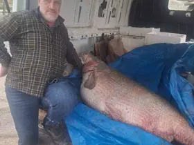 Av yasağının bittiği gün 130 kiloluk turna balığı yakaladı, nasıl doğrayacağını düşünmeye başladı
