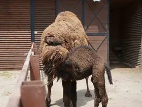 Avrupa’nın en büyük doğal yaşam parkında yavru deve heyecanı

