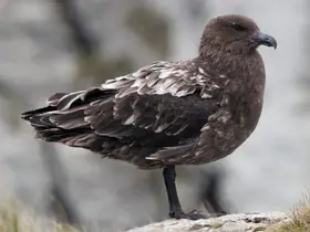 Avustralya ana karasında ilk H5N1 kuş gribi vakası şüphesi
