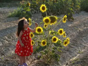 Ayçiçeği tarlaları fotoğrafçıların yeni gözdesi oldu
