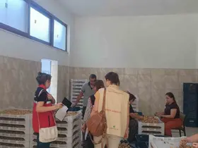Aydın incirinin güvenilirliği için sahada titiz denetim
