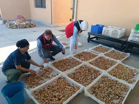 Aydın incirinin kalitesi için denetimler sürüyor
