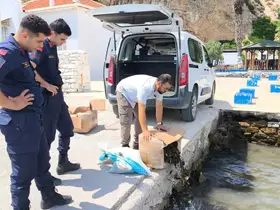Aydın’da 60 kilo canlı yengeç ele geçirildi
