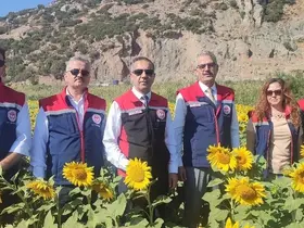 Aydın’da 95 bin dekar alanda ayçiçeği ekiliyor
