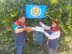 Aydın’da Akdeniz meyve sineği ile mücadele başladı
