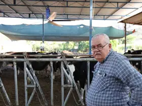 Aydın’da çöl sıcakları inekleri strese soktu; ahırlar vantilatör ile serinletiliyor
