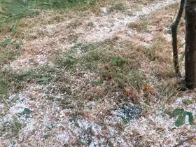 Aydın’da dolu etkili oldu, ağaçlar zarar gördü
