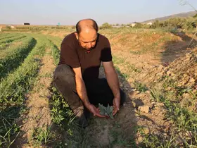Aydın’da enginar fideleri toprakla buluşmaya başladı
