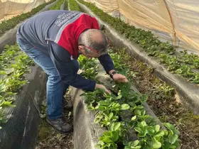 Aydın’da hasat öncesi çilek bahçeleri kontrol edildi
