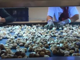 Aydın’da incir depoları denetlendi
