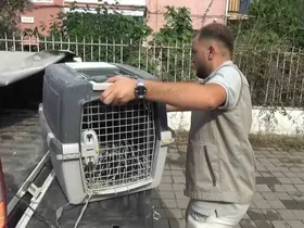 Aydın’da oklu kirpi operasyonu
